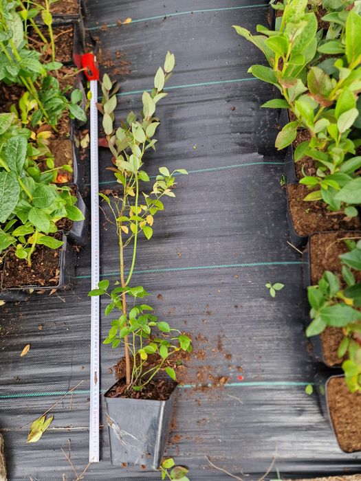 Боровинки разсад