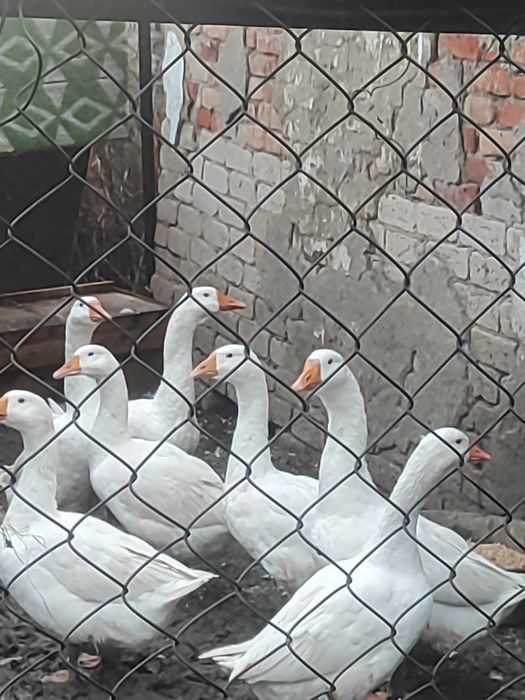 Продам  живым весом гусей