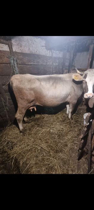 Vaca de vanzare gestantanta