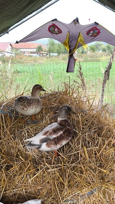 Familie de rate pitice olandeze