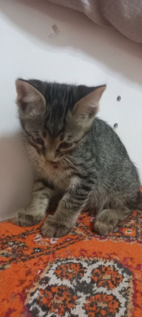 Отдам котёнка(мальчик] в хорошие руки ..