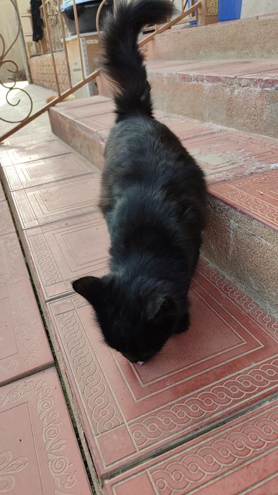 Mushuk zotdor mexr bilan boqish kerak