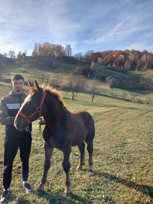 Mânz de vânzare, foarte cuminte!