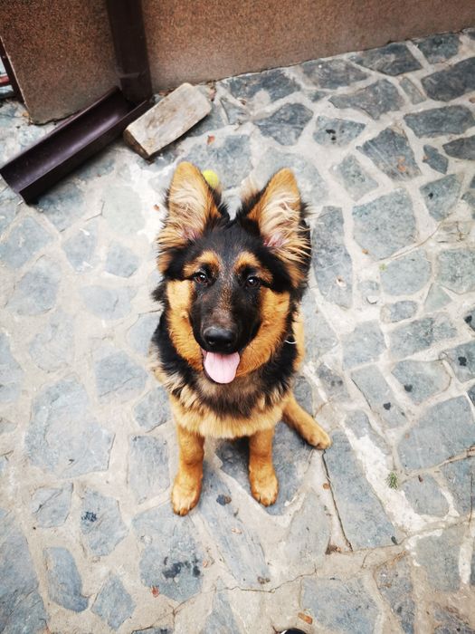 Instructor dersaj canin