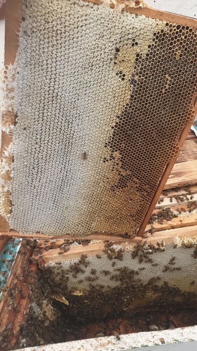 Vând miere Albine 100 %(Miere)