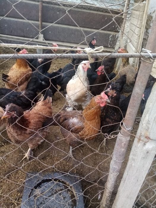 Тауыктар сатылады Қаратау да. Тур