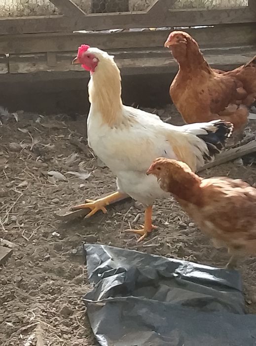 Vând cocoș araucana negru
