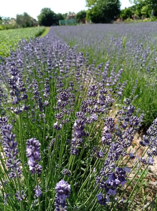 Разсад лавандула