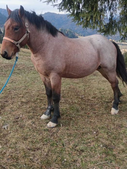 Armăsar 2 ani jumate