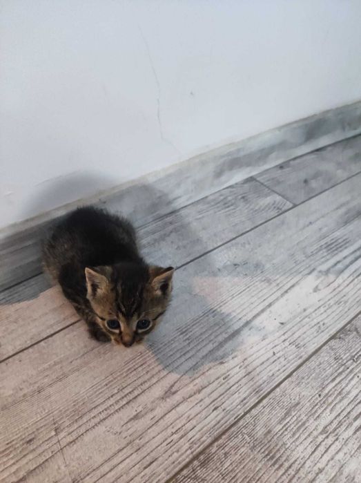 Donez trei puiuti de pisica sanatosi si frumosi