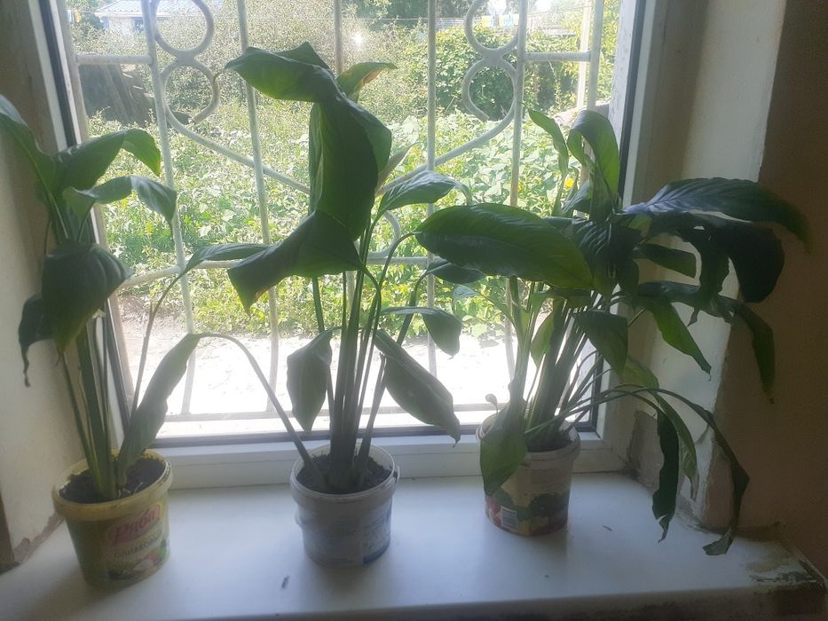 Продам алоэ, женское счастье, денежное  дерево.
