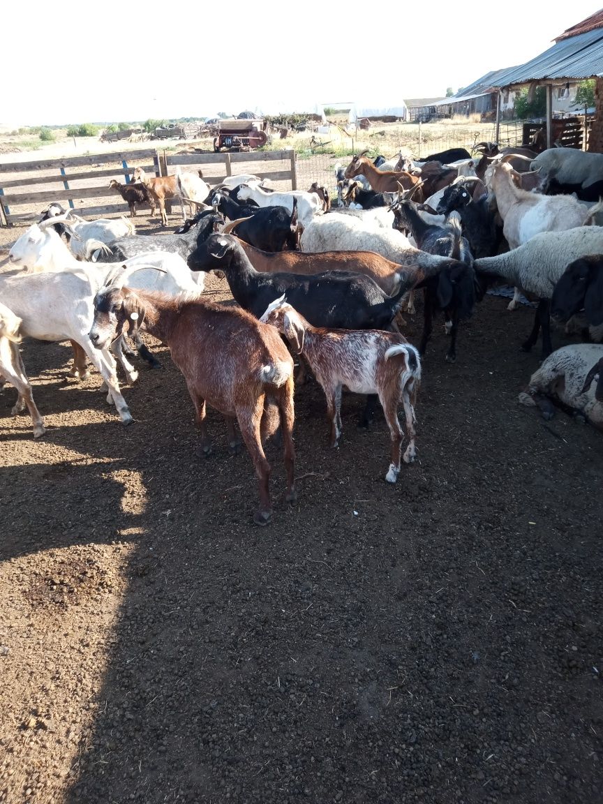 Capre de vânzare 33 buc 800 leii buc