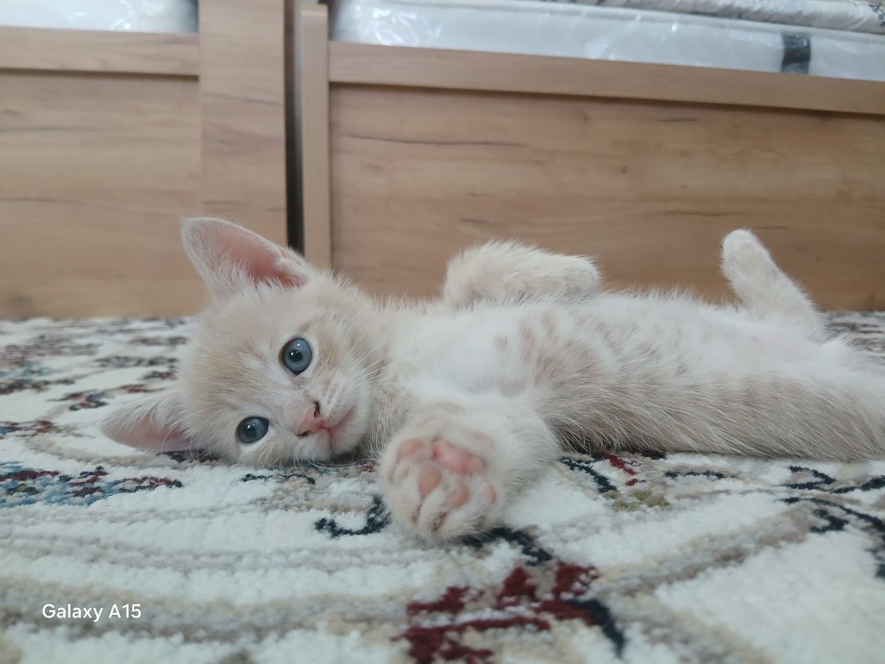 Продаю британских котят страйт и фолд