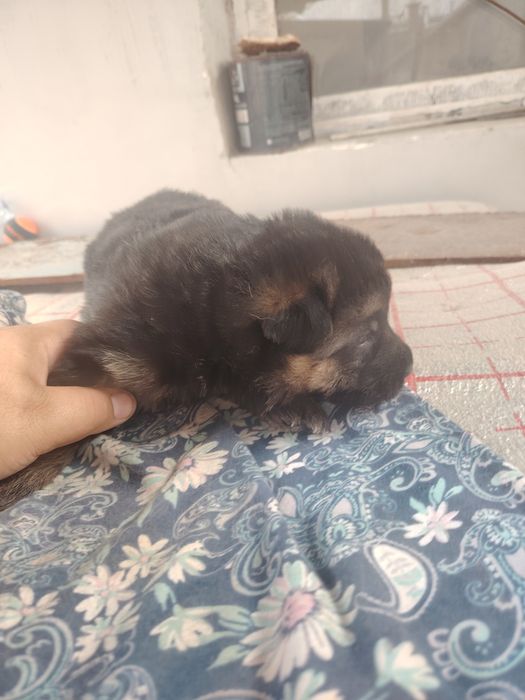 Немецкие овчарки