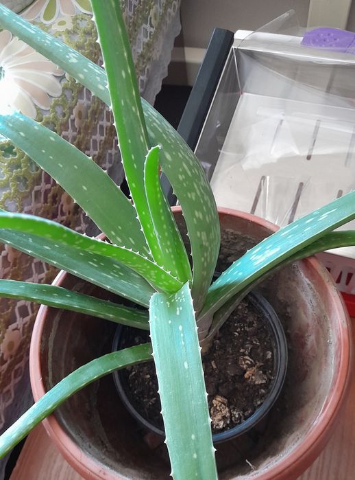 Продам цветок алое есть 2 шт