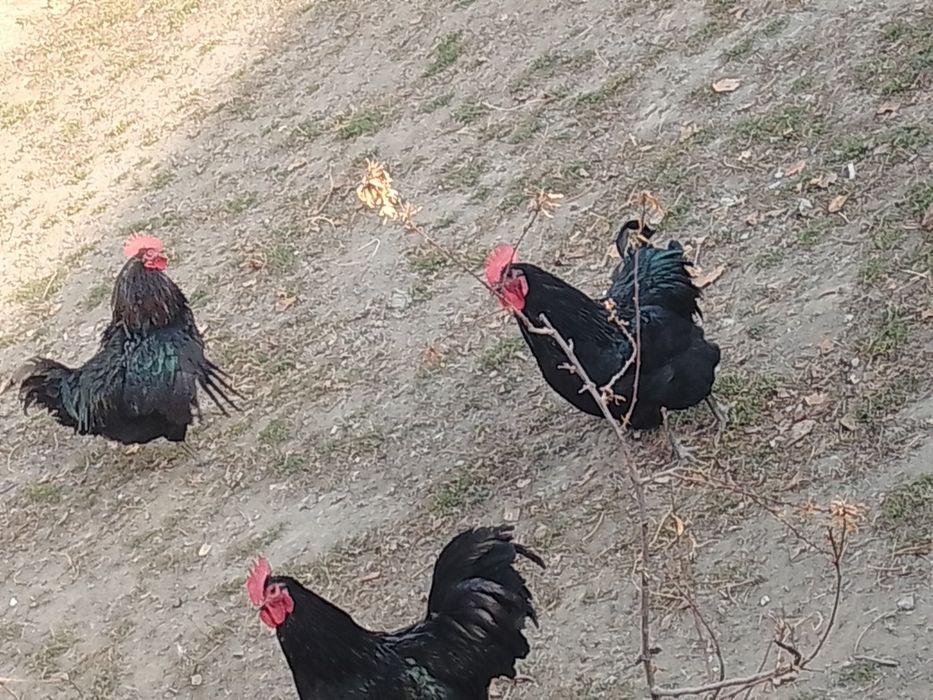 Zoti toza avstralop xo'rozlari sotiladi