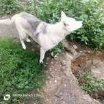Donez femelă husky