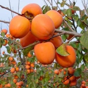 KAKI la Ghiveci (Disponibile toate Soiurile )