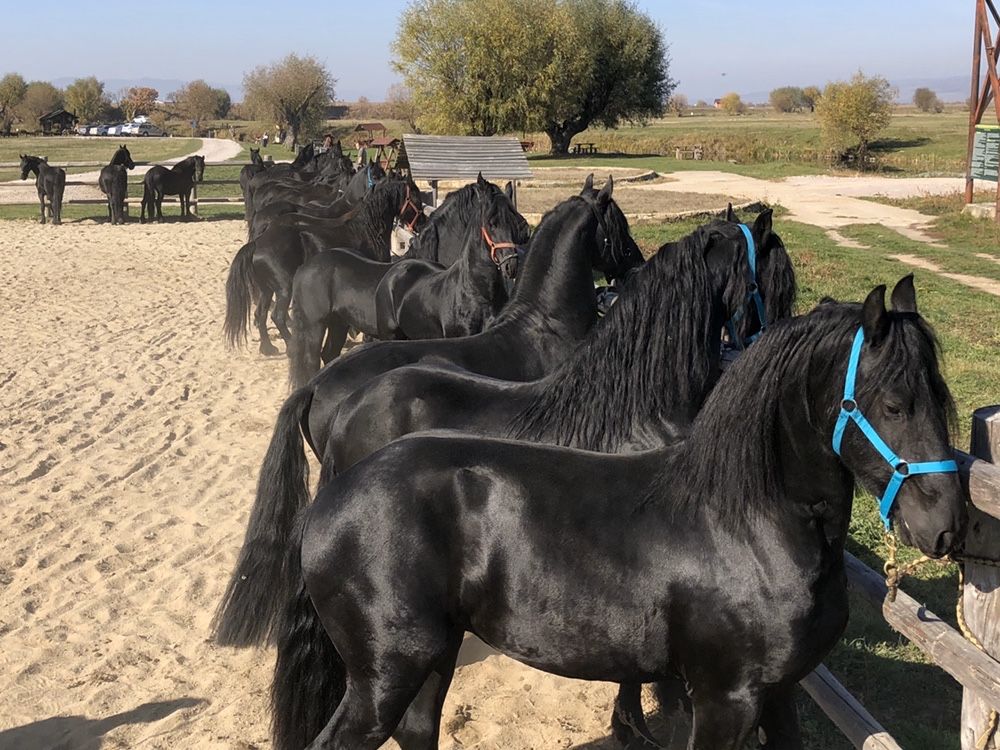 Friesian Frizian Friz armăsar iapa manz