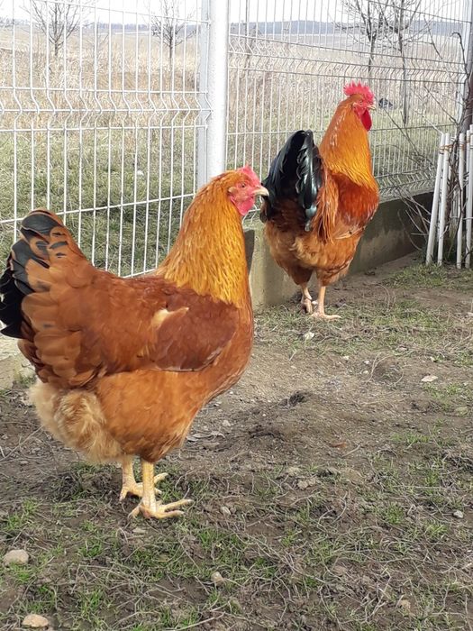 Vând 10 cocoșei rasa New Hampshire  foarte frumoși din anul acesta