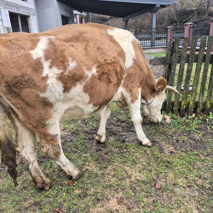 Vând vaca Bălțată Romaneasca