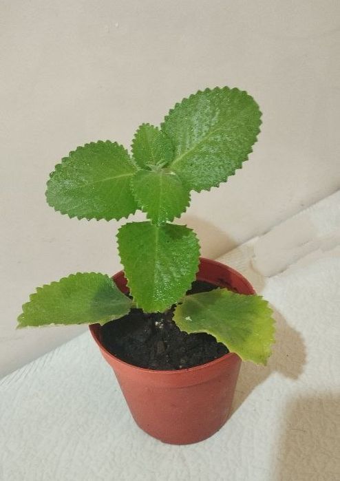 Продам. Плектрантус. Комнатное растение с приятным ароматом мяты.