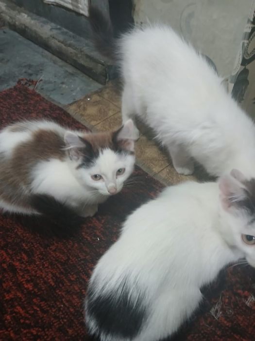 Бесплатно котят.