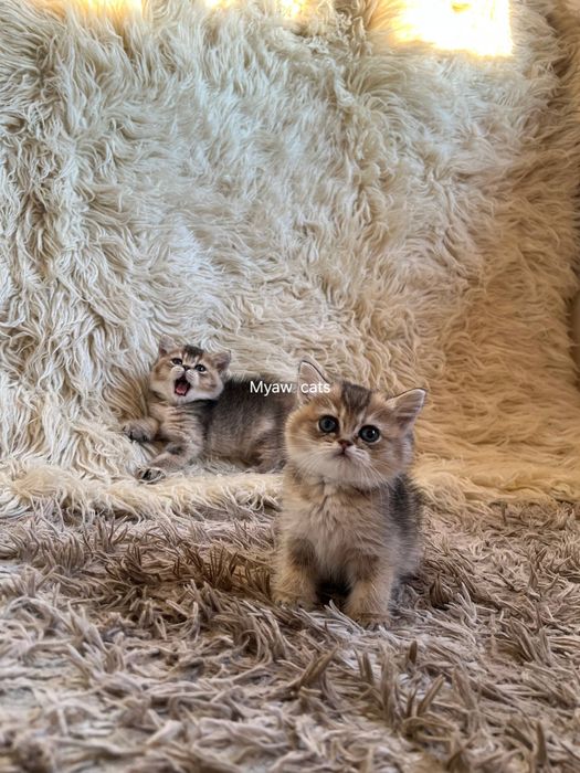 Продаётся Шотландских котята