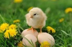 Jojalar va tovuqlar uchun parvarish