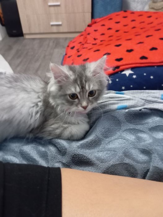 Сибирски  котета (сребърно