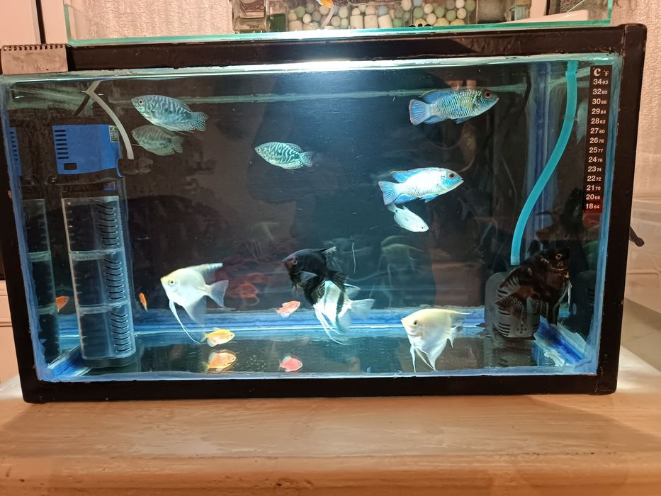 Продам крупных рыбок