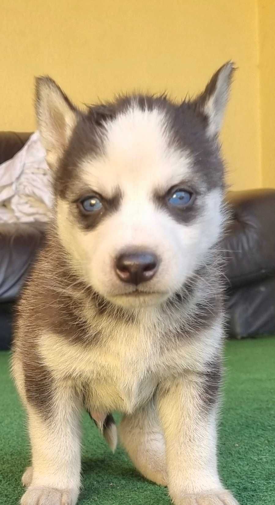 Catel husky Siberian