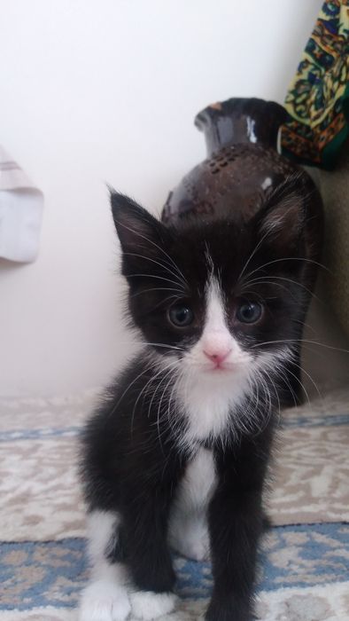 Подарим хорошего котёнка