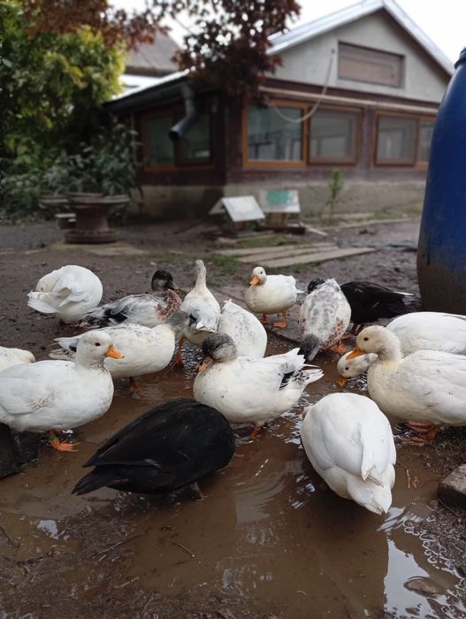 Rațe pitice olandeze