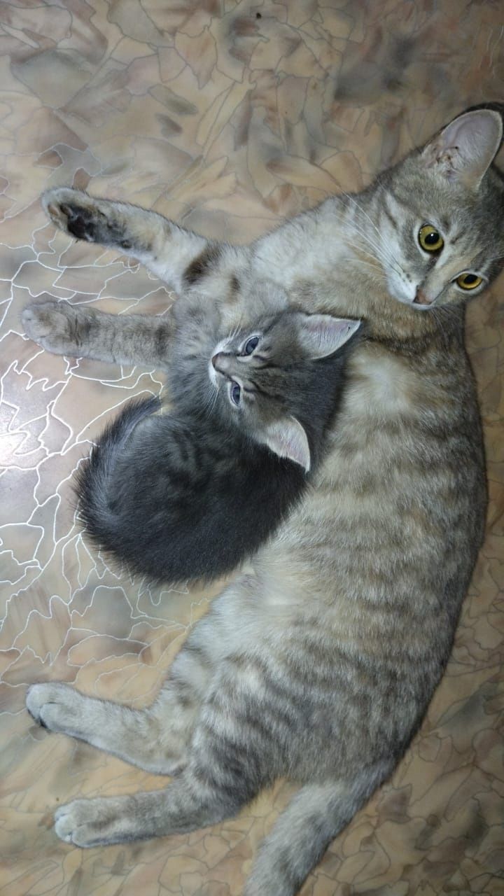 Отдам котят бесплатно