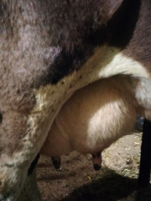 De vânzare vaca cu lapte