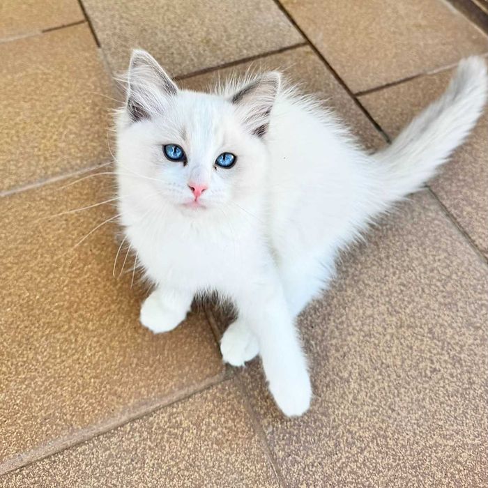 Рагдол котенца на 3 м. търсят своите нови семейства. Ragdoll kittens.