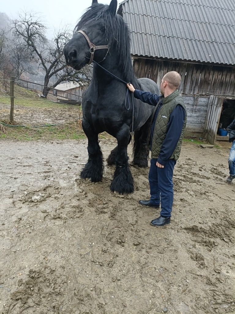 Manz de vânzare  cu o genetică foarte bună