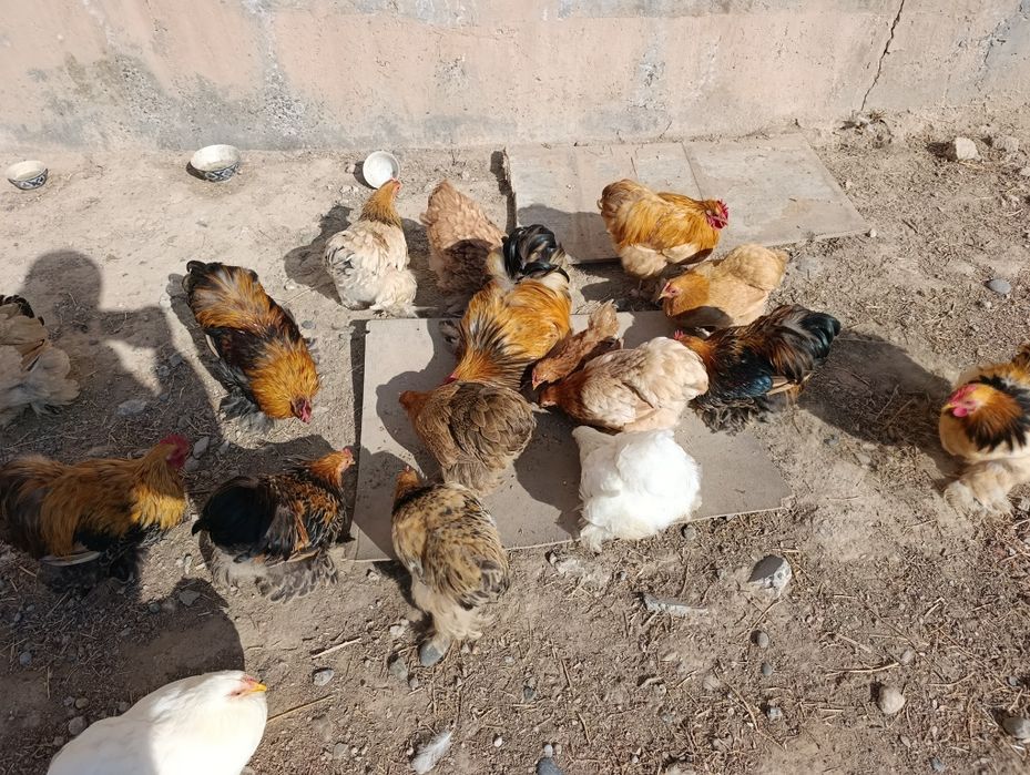 Xo'roz lar sotiladi. Kox karlik