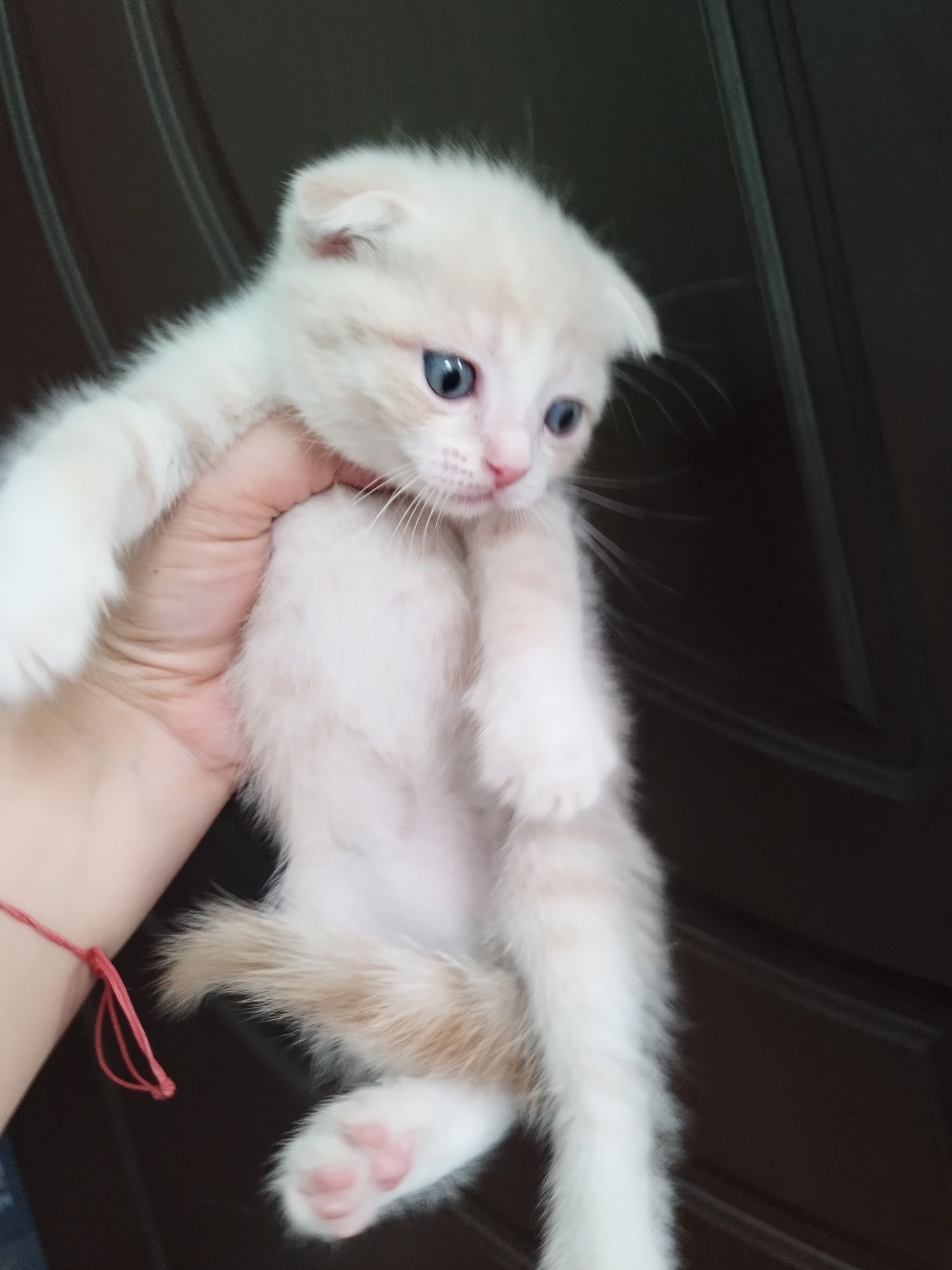 Скоттиш фолд Киз ва угил