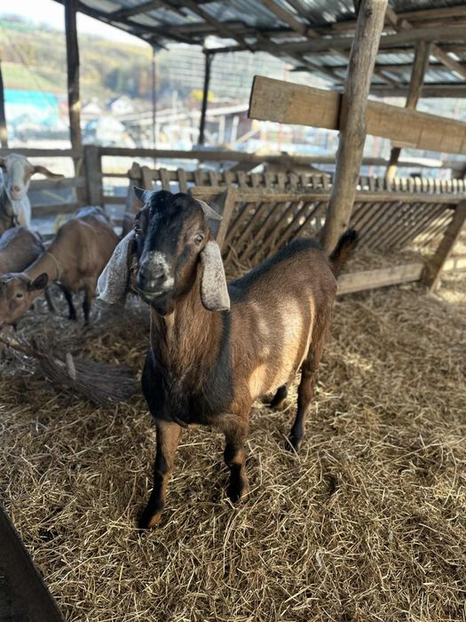 Țapii anglo nubieni