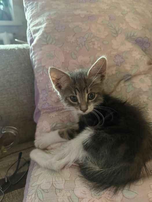 Отдам котенка в добрые руки