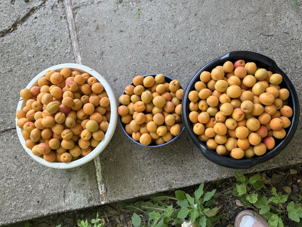 Продаем абрикосы! 2 рабочий
