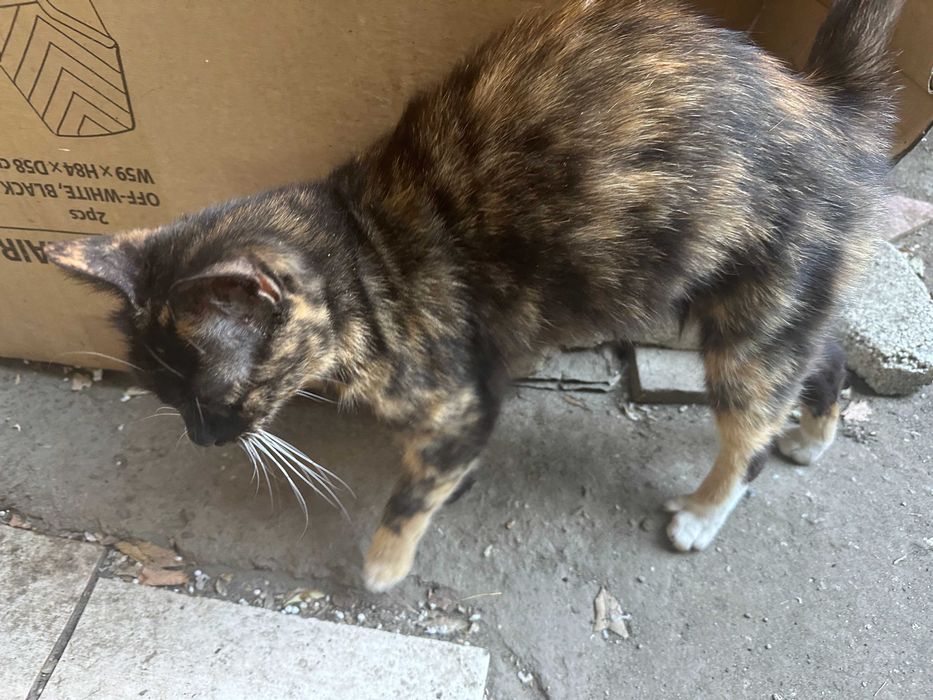 Pisici pentru adoptie