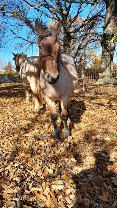 Vând mânză de un an jumate