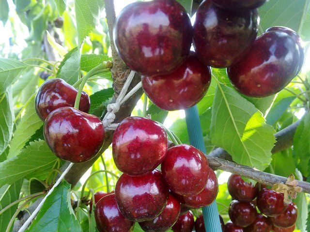 Cires George , soi autentic românesc .