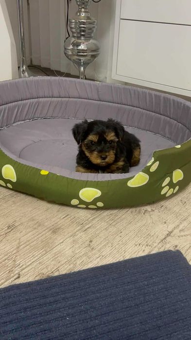 Йоркширски териер, мъжко