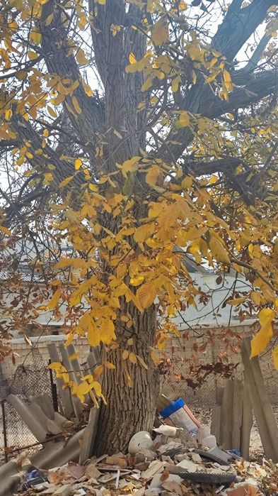 Продается орешина. Ёнгок дарахти сотилади.