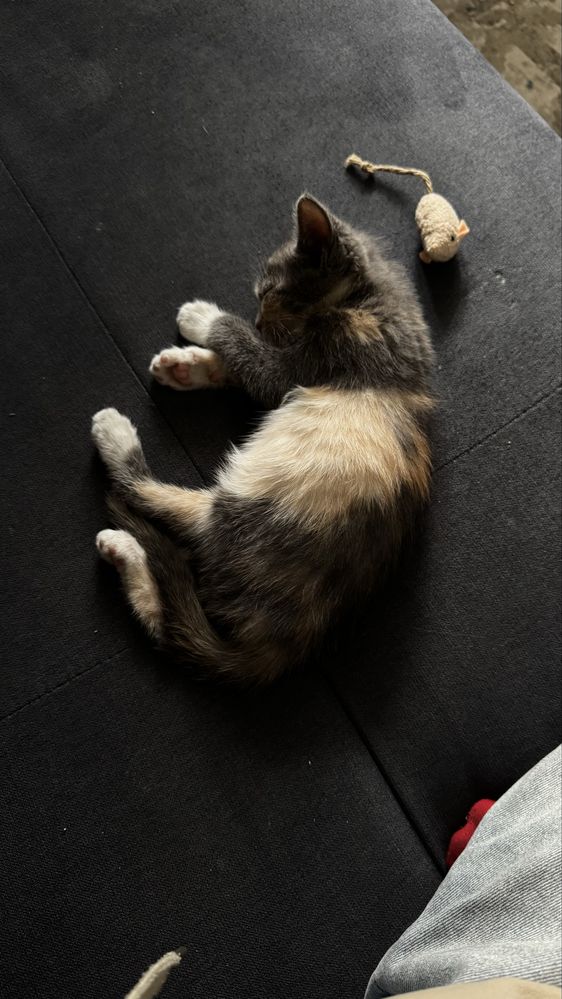 Котенок, Девочка. Бесплатно