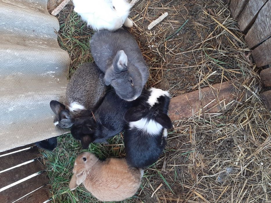 Rate ,Gâște , Cocoși, Iepuri diferite varste si culori